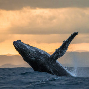 Whale watching tours from the Atlantic Oceanside Hotel in Bar Harbor, Maine